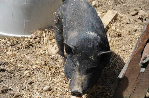 Pig-5-5-09-11-DDeRosaPhoto.jpg