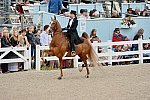 Devon-Saddlebreds-5-29-14-6983-DDeRosaPhoto