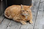 Cats-5-17-09-02-DDeRosaPhoto.jpg