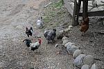 Chickens-4-4-09-57-DDeRosaPhoto.jpg