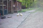 Ducks-5-14-09-045-DDeRosaPhotos.jpg