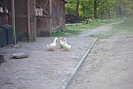 Ducks-5-14-09-046-DDeRosaPhotos.jpg