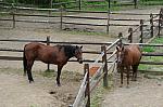 Horses-5-14-09-063-DDeRosaPhotos.jpg