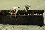 Terriers-WIHS2-10-28-10-4629-DDeRosaPhoto.jpg