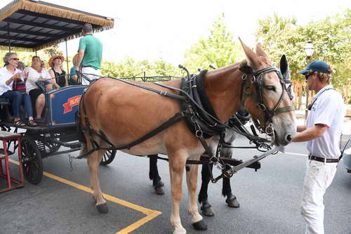 AHP-Charleston-6-20-14-0823-DDeRosaPhoto