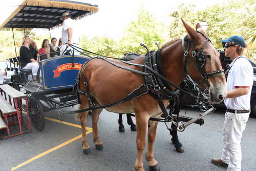 AHP-Charleston-6-20-14-0844-DDeRosaPhoto