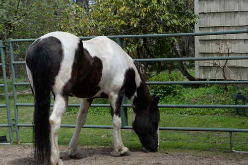 PowerTens-4-30-15-2456-DDeRosaPhoto