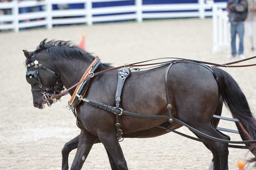 Devon-Coaching-5-29-14-6824-TuckerJohnson-JohnsonBrewster-DDeRosaPhoto