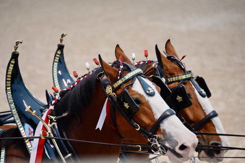 Devon-5-29-14-7108-DDeRosaPhoto