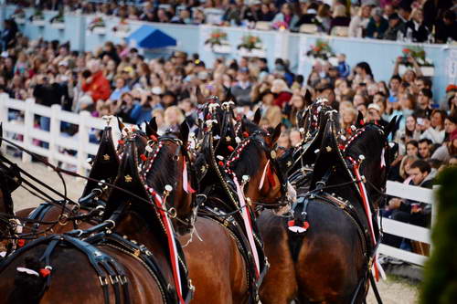 Devon-5-29-14-7110-DDeRosaPhoto