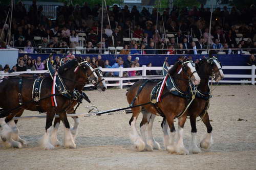 Devon-5-29-14-7132-DDeRosaPhoto