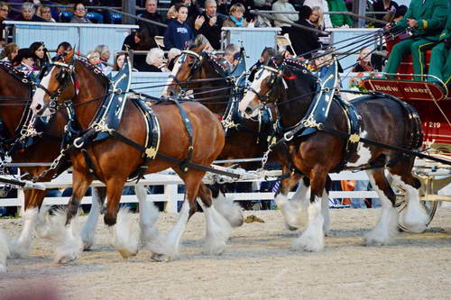 Devon-5-29-14-7153-DDeRosaPhoto