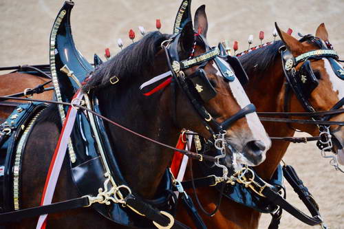 Devon-5-29-14-7155-DDeRosaPhoto