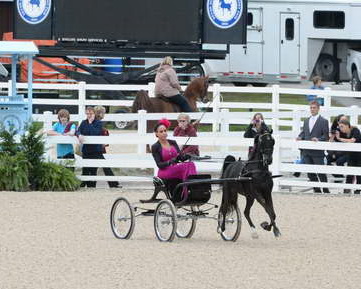 Devon-Saddlebreds-5-29-14-6504-DDeRosaPhoto