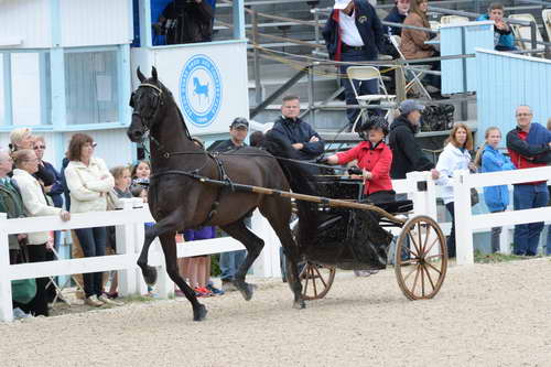 Devon-Saddlebreds-5-29-14-6520-DDeRosaPhoto