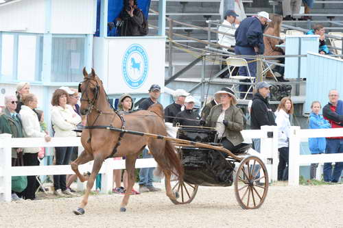 Devon-Saddlebreds-5-29-14-6523-DDeRosaPhoto