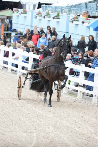 Devon-Saddlebreds-5-29-14-6530-DDeRosaPhoto