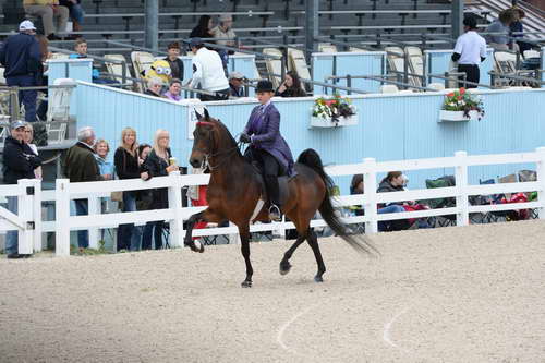 Devon-Saddlebreds-5-29-14-6540-DDeRosaPhoto