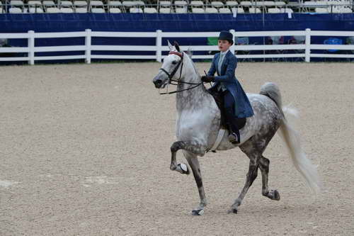 Devon-Saddlebreds-5-29-14-6597-DDeRosaPhoto