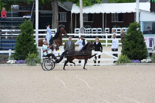 Devon-Saddlebreds-5-29-14-6602-DDeRosaPhoto