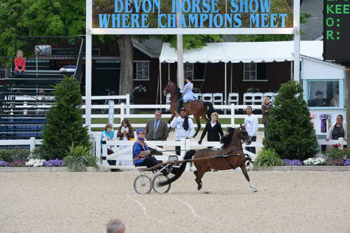 Devon-Saddlebreds-5-29-14-6605-DDeRosaPhoto