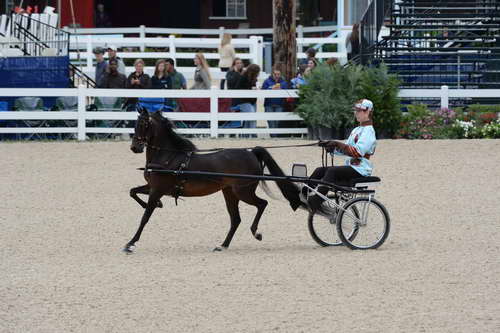 Devon-Saddlebreds-5-29-14-6611-DDeRosaPhoto