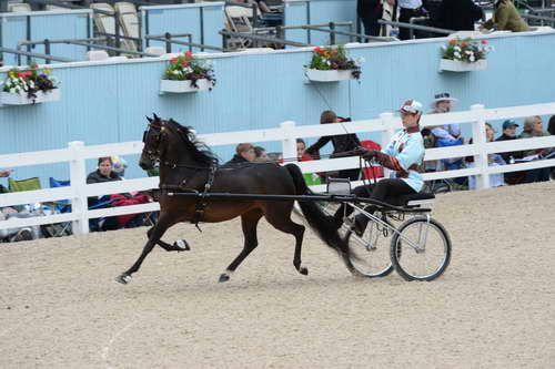 Devon-Saddlebreds-5-29-14-6614-DDeRosaPhoto