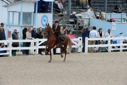 Devon-Saddlebreds-5-29-14-6649-DDeRosaPhoto