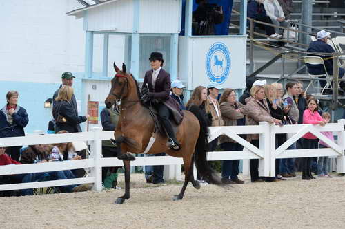 Devon-Saddlebreds-5-29-14-6653-DDeRosaPhoto