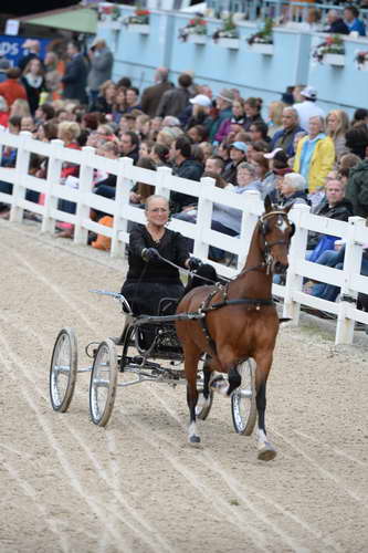 Devon-Saddlebreds-5-29-14-6866-DDeRosaPhoto