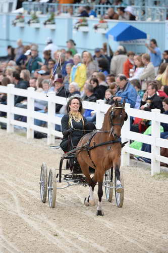 Devon-Saddlebreds-5-29-14-6876-DDeRosaPhoto