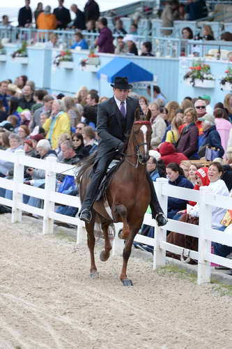 Devon-Saddlebreds-5-29-14-6900-DDeRosaPhoto