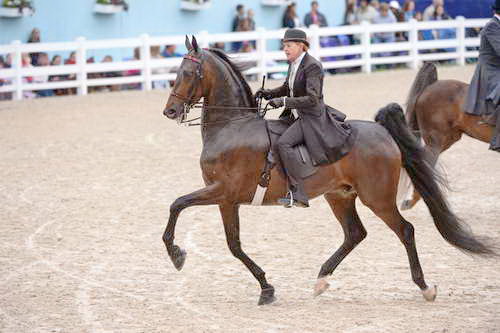 Devon-Saddlebreds-5-29-14-6910-CompletelyCaveat-JanLukensr-DDeRosaPhoto