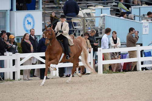 Devon-Saddlebreds-5-29-14-6917-DDeRosaPhoto