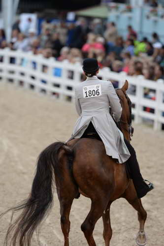 Devon-Saddlebreds-5-29-14-6944-DDeRosaPhoto