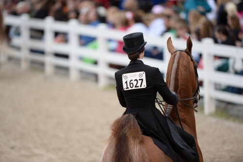 Devon-Saddlebreds-5-29-14-6987-DDeRosaPhoto