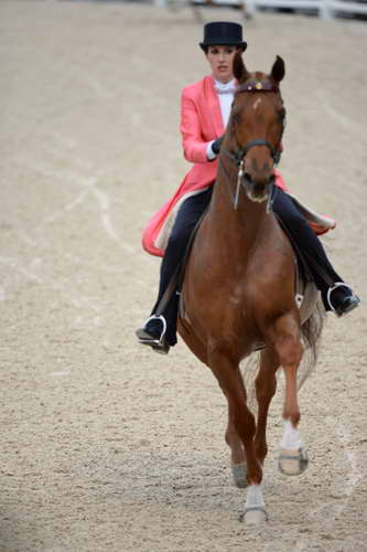 Devon-Saddlebreds-5-29-14-6999-DDeRosaPhoto