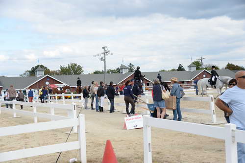 Dressage-at-Devon-9-27-13-4745-DDeRosaPhoto