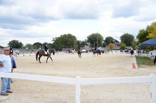 Dressage-at-Devon-9-27-13-4746-DDeRosaPhoto