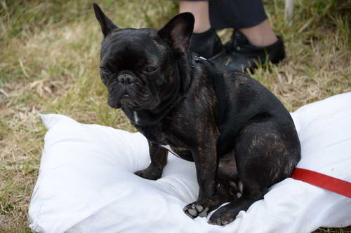 Dressage-at-Devon-9-27-13-4775-DDeRosaPhoto