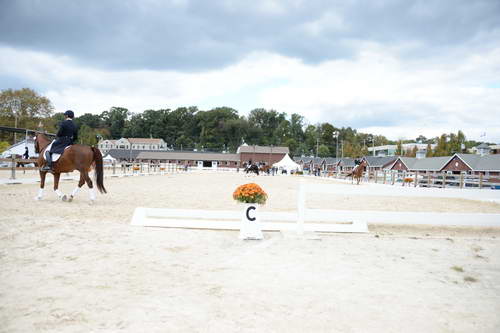 Dressage-at-Devon-9-27-13-4782-DDeRosaPhoto