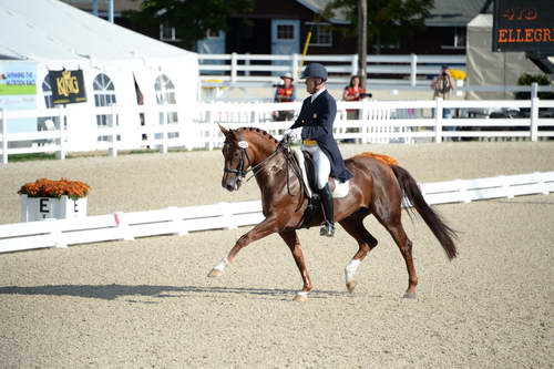 Dressage-at-Devon-9-27-13-4800-DDeRosaPhoto