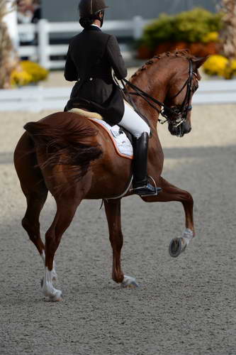 Dressage-at-Devon-9-27-13-4819-DDeRosaPhoto