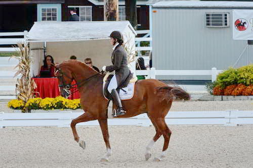 Dressage-at-Devon-9-27-13-4830-DDeRosaPhoto