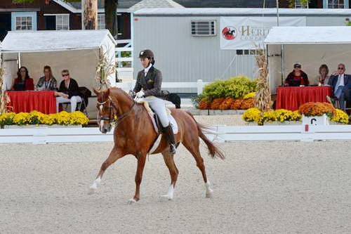 Dressage-at-Devon-9-27-13-4831-DDeRosaPhoto