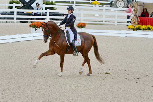 Dressage-at-Devon-9-27-13-4882-DDeRosaPhoto