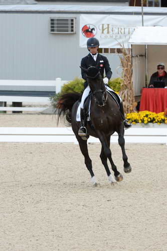 Dressage-at-Devon-9-27-13-4916-DDeRosaPhoto
