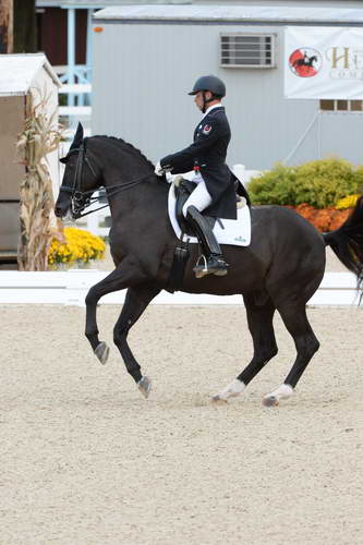 Dressage-at-Devon-9-27-13-4917-DDeRosaPhoto
