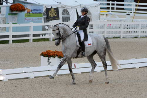 Dressage-at-Devon-9-27-13-4936-EviStrasser-RenaissanceTyme-DDeRosaPhoto
