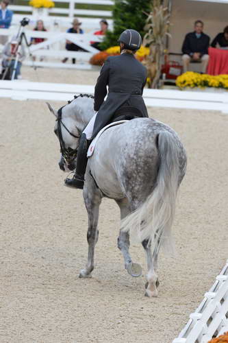 Dressage-at-Devon-9-27-13-4940-EviStrasser-RenaissanceTyme-DDeRosaPhoto